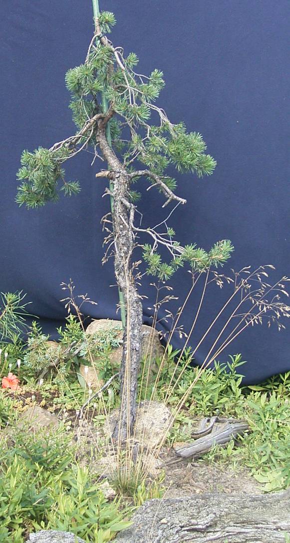 Pinus sylvestris ca.45 Jahre , Yamadori in der "Anwachsphase"