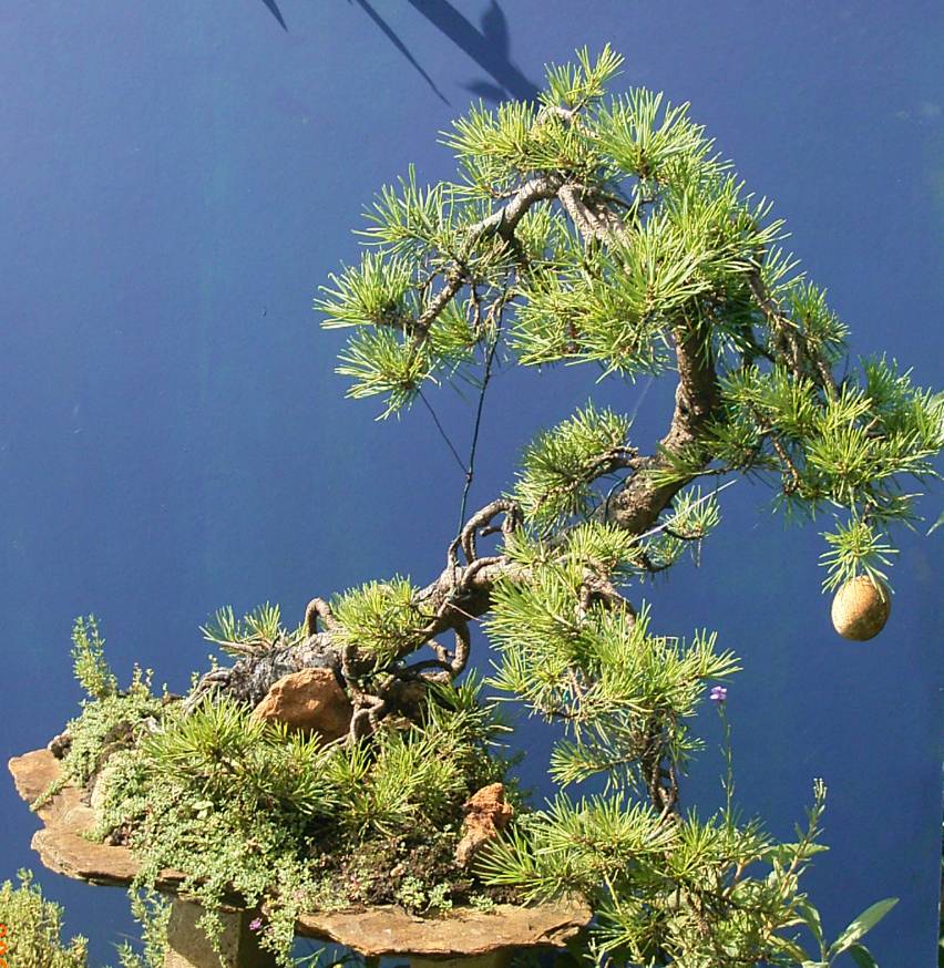 Pinus sylvestris ca.30 Jahre alt