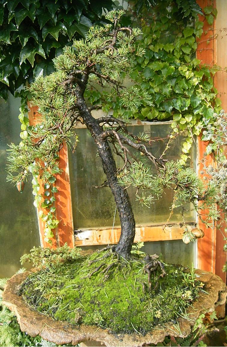Pinus sylvestris, ca. 55 Jahre alt, Yamadoripflanze
