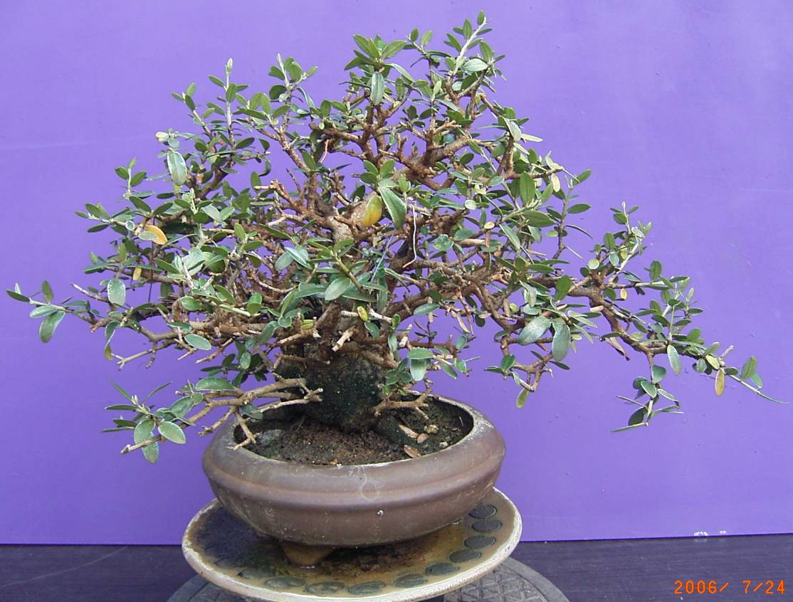 Olea europaea ssp. Wilde Olive ca. 60 Jahre alt