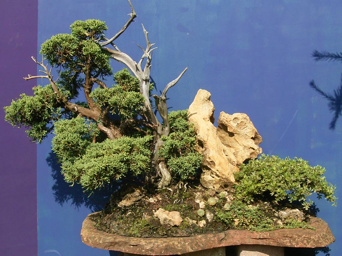 Juniperus chinensis var. blaaws, ca. 65 Jahre alt 