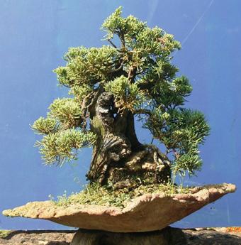 Juniperus chinensis var. blaaws ca. 20 Jahre alt