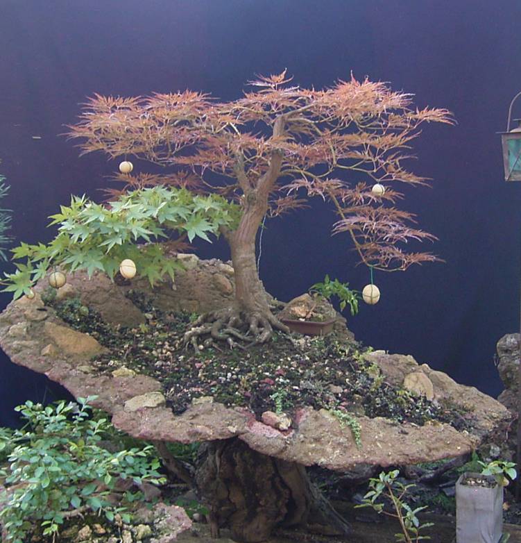 Acer palmatum atropurpureum disektum viridis
