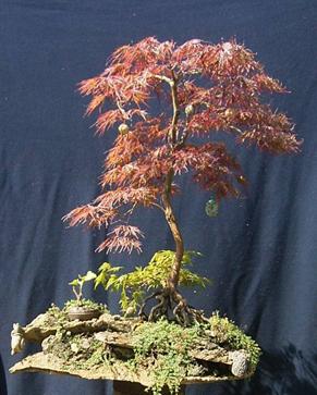 Acer palmatum atropurpureum viridis ca 15 Jahre alt
