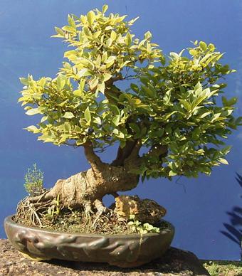 Celtis australis - Zürgelbaum ca. 75 Jahre alt