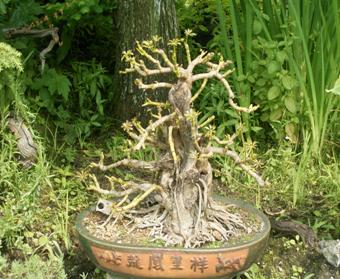 Schefflera ssp. Homeyamadori ca. 50 Jahre alt