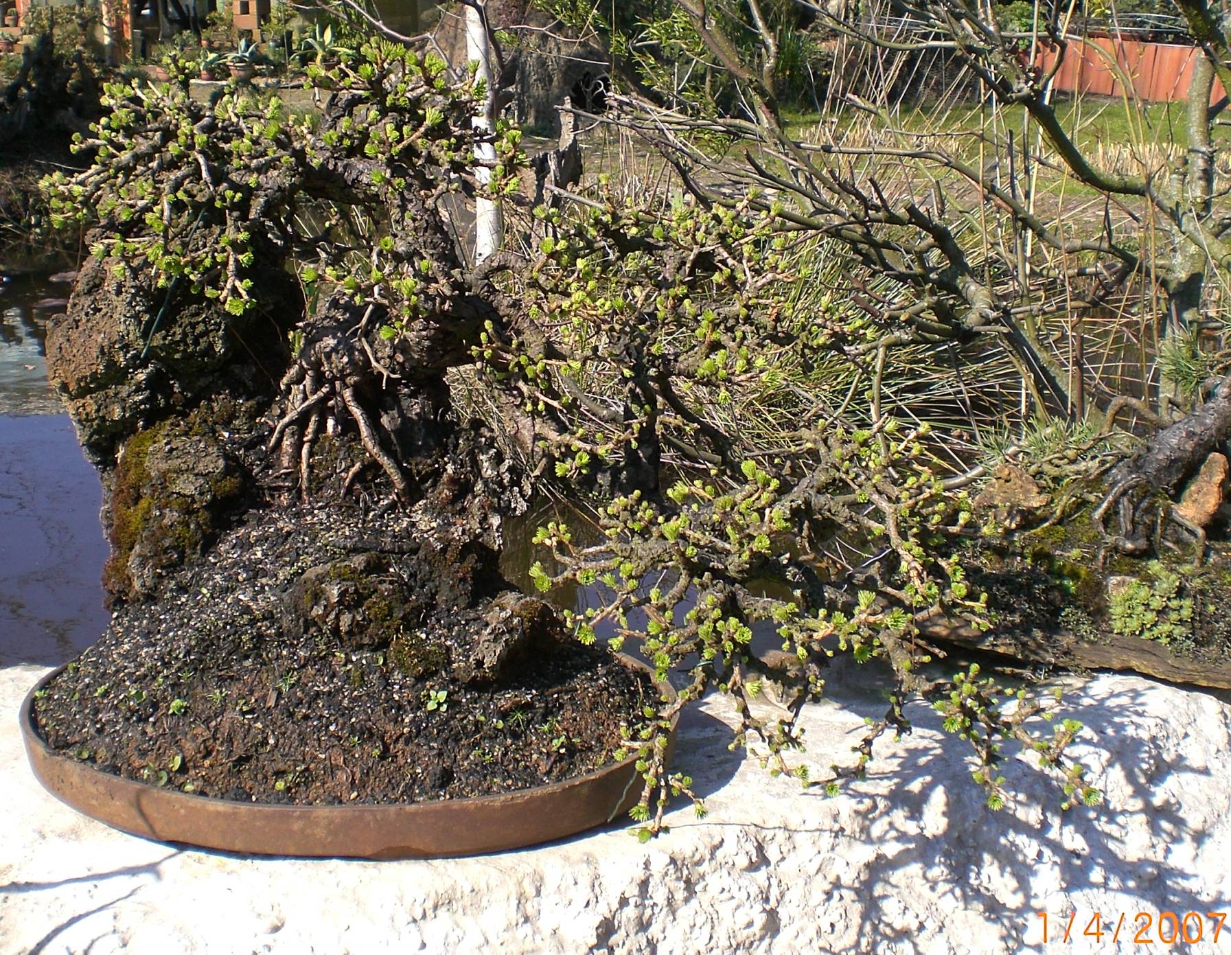 Larix europaea, Yamadoripflanze südtirol 90 Jahre alt
