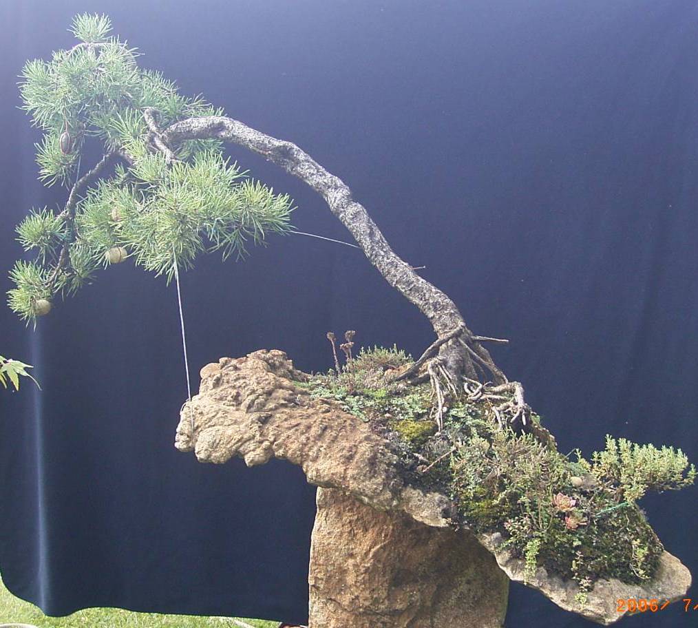 eine ca.55 Jahre alte Pinus sylvestris