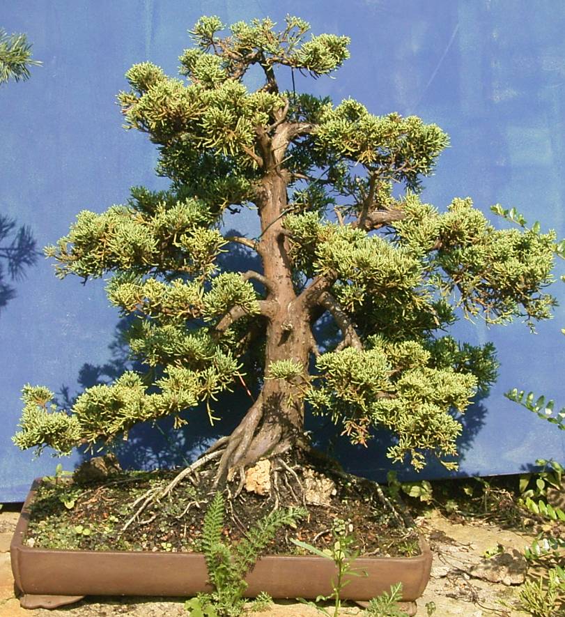 Juniperus chinensis var. blaaws, ca. 60 Jahre alt