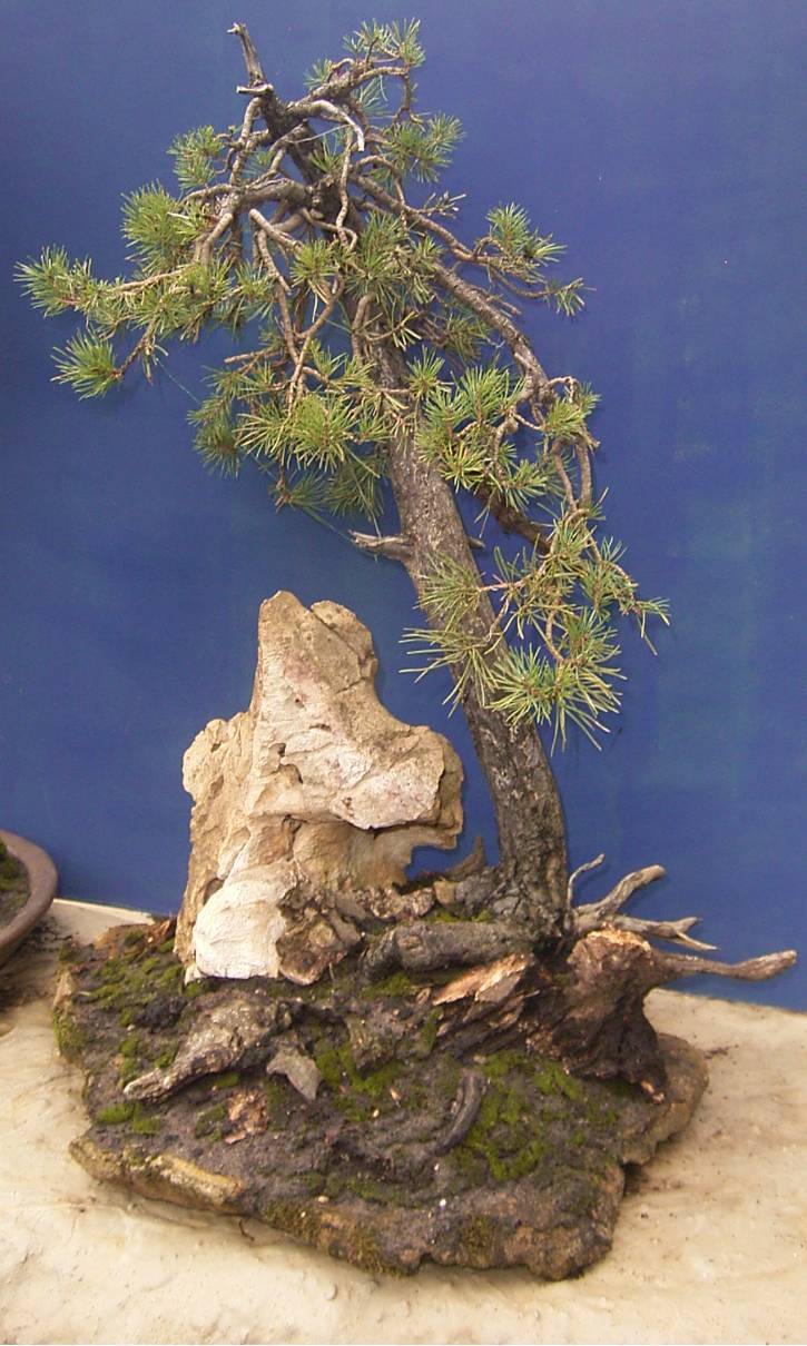 Pinus sylvestris ca.50 Jahre alt, Yamadoripflanze