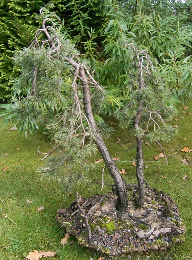 Eine Zwillingsstammpflanzung mit Pinus sylvestris