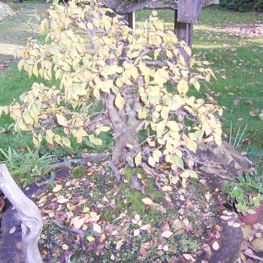 Ulmus glabra im Herbst