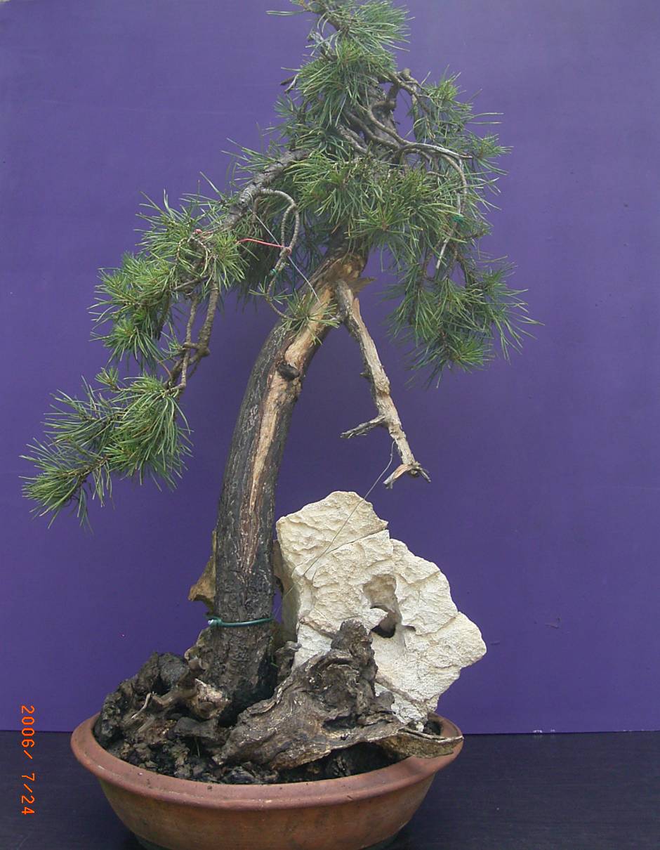 Pinus sylvestris ca. 50 Jahre alt. Yamadori