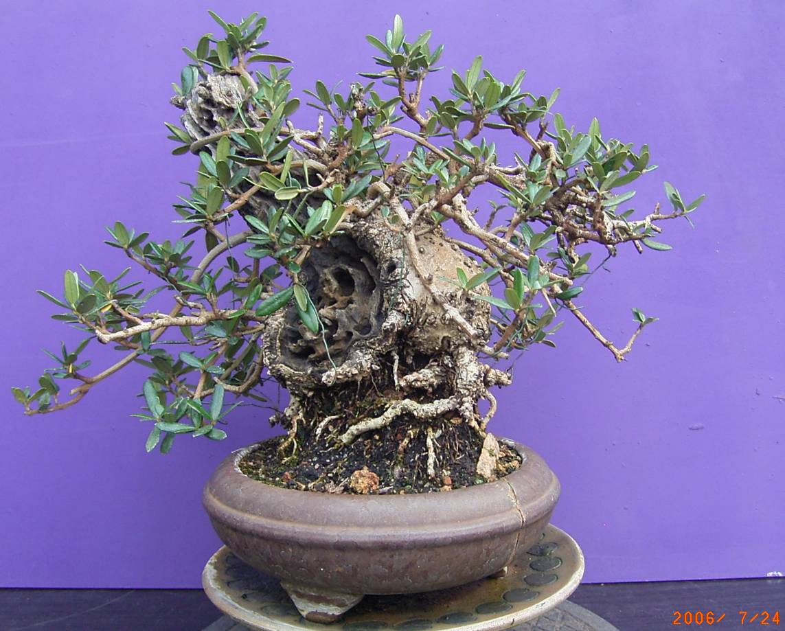 Olea europea ssp. Wilde Olive ca. 60 Jahre alt