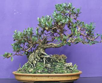 Olea europaea Olive ca. 50 Jahre alt