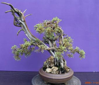 Juniperus chinensis var. blaaws ca. 30 Jahre alt