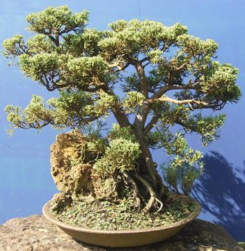 Juniperus chinensis var. blaaws ca. 70 Jahre alt