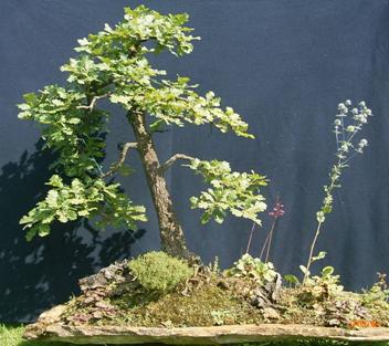 Quercus petraea ca. 60 Jahre alt Yamadori