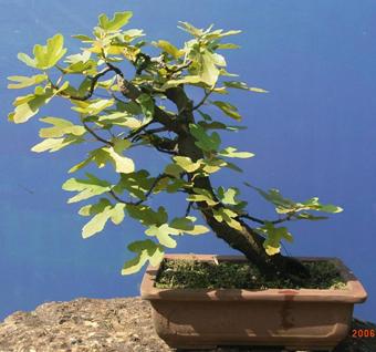 Ficus ssp. ca. 25 Jahre alt Korsikayamadori