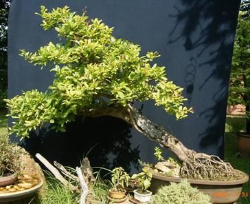 Punica granatum ca. 60 Jahre alt Andalusien Kontainerpflanze