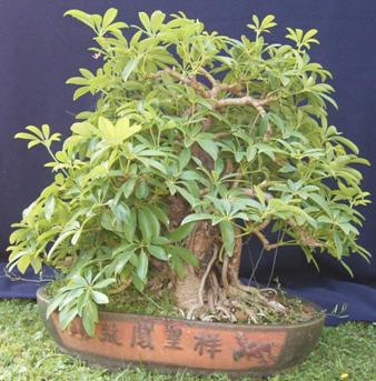 Schefflera ssp. Indoor ca 50 Jahre alt